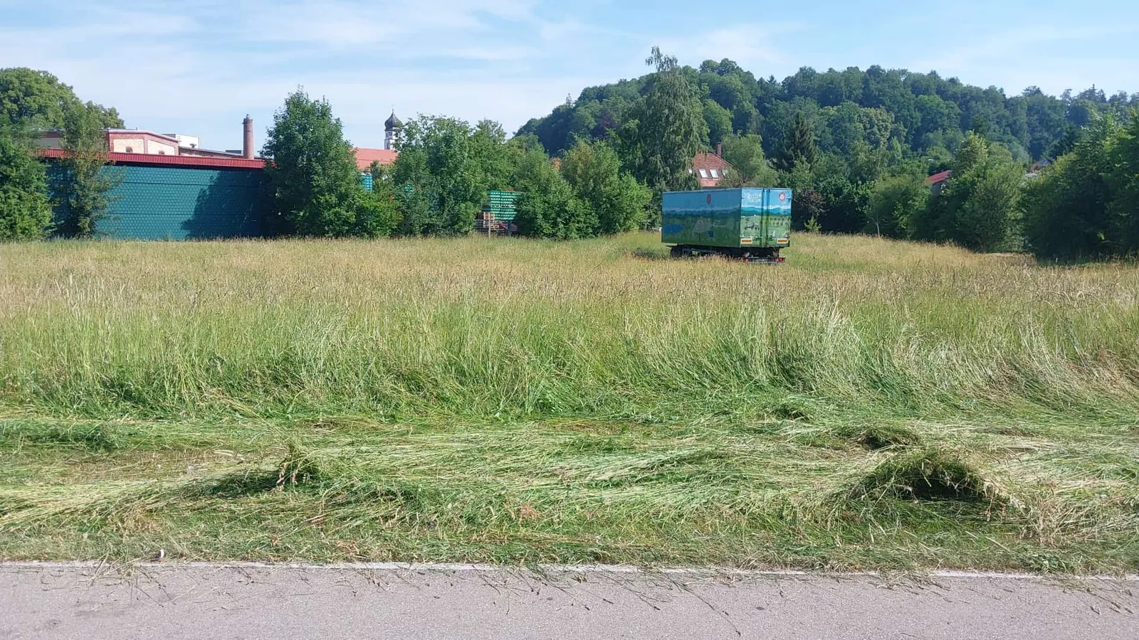 Frisch gemähte Wiese, das Schnittgut liegt in langen Schwaden in Reihen